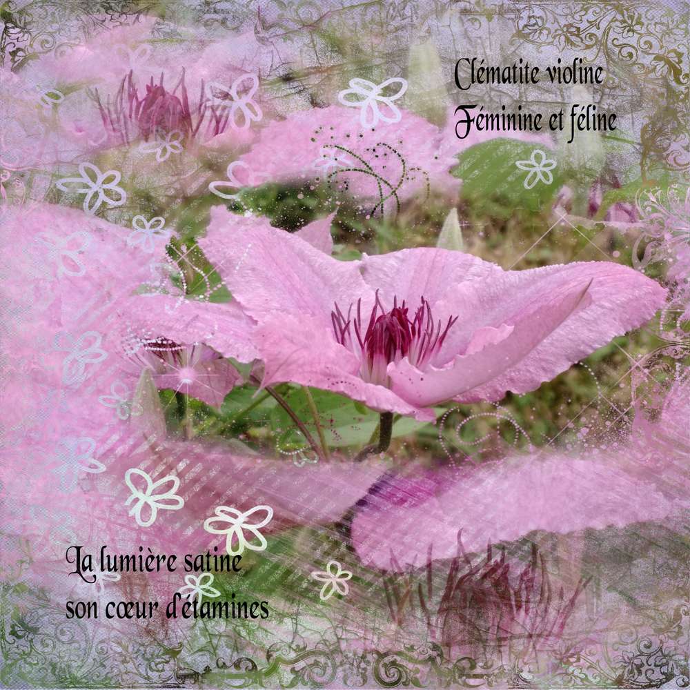 Clématite