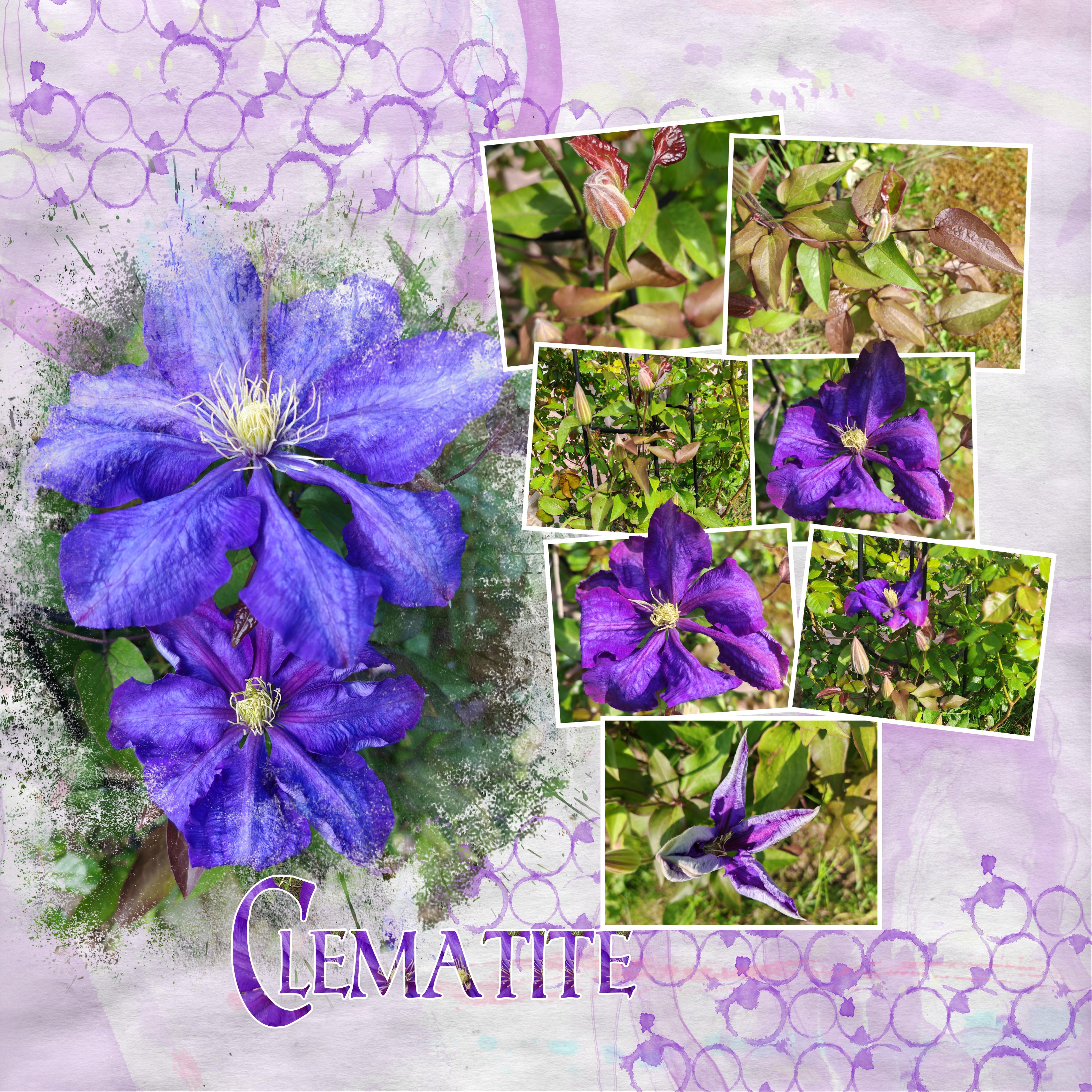 Clématites 28 04 2025.jpg