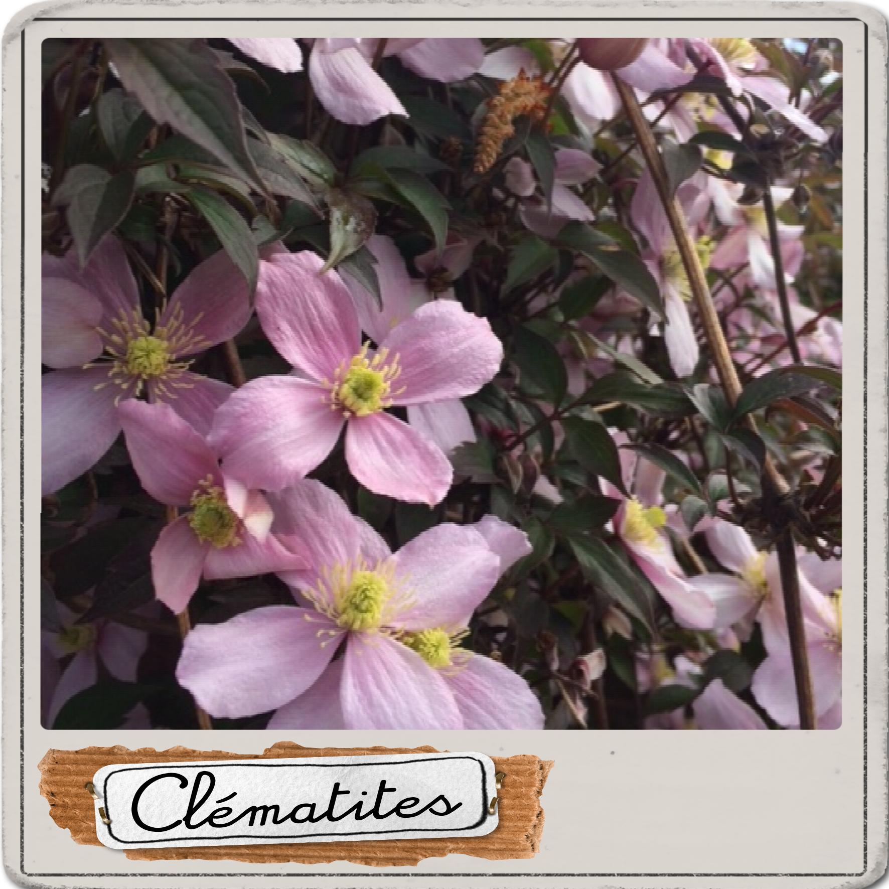 clématites.jpg