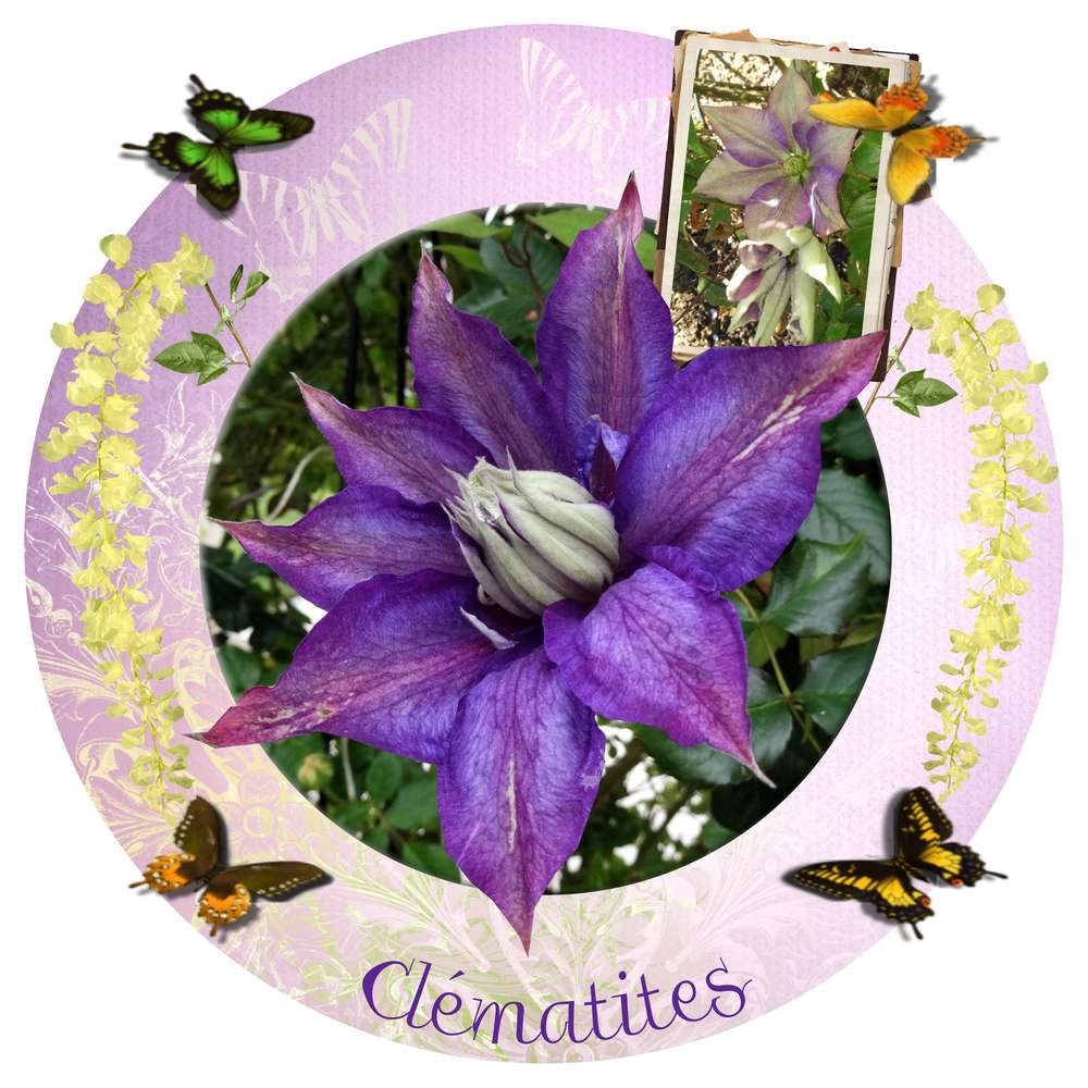 Clématites
