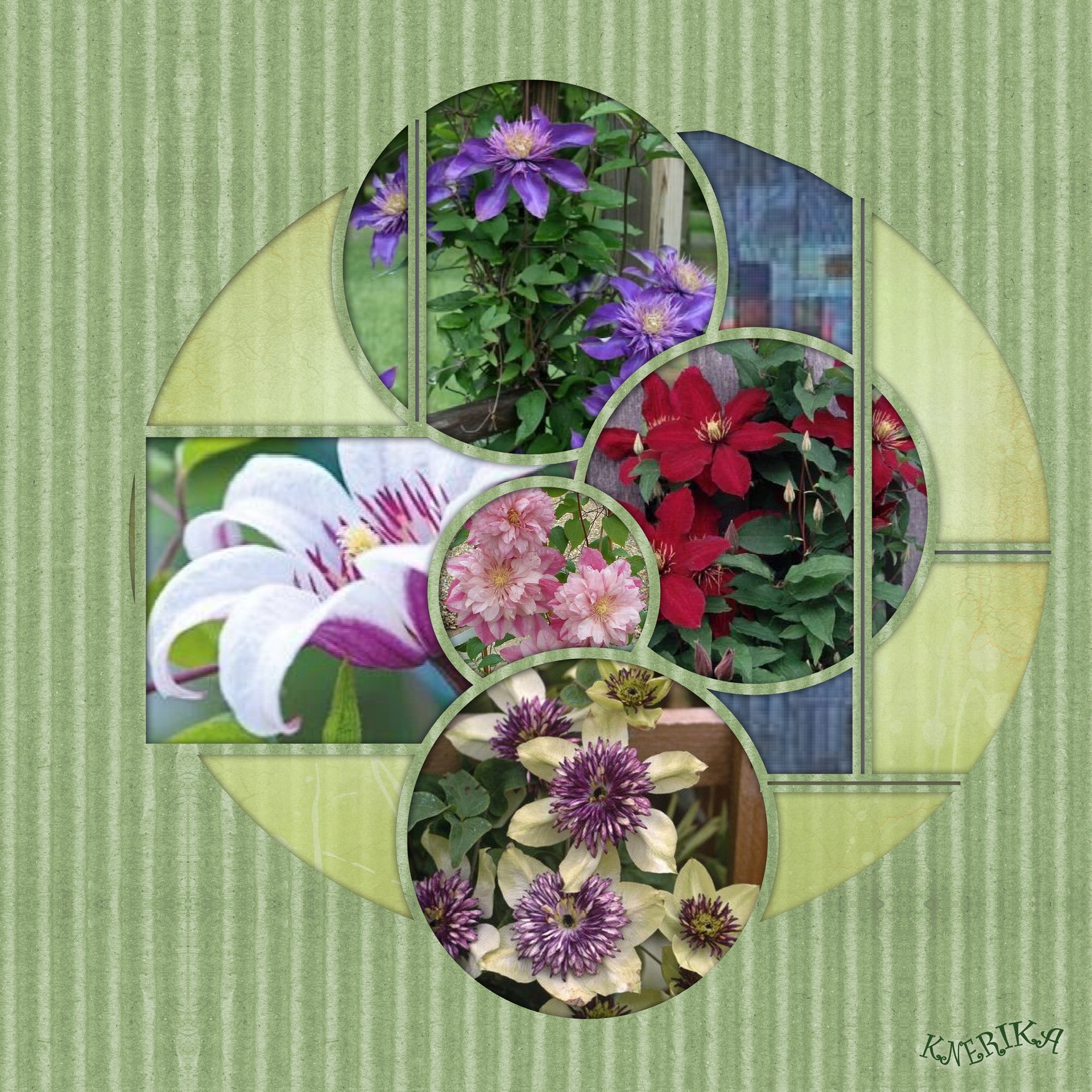 Clématites_ Anne Marie.jpg