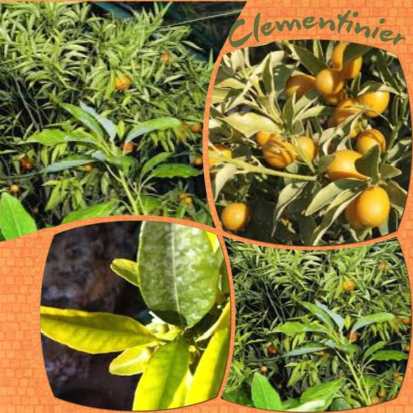 clementinier