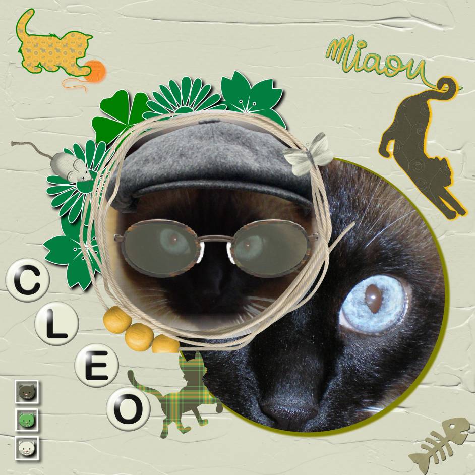 cléo, le mimine à ma belle-mère