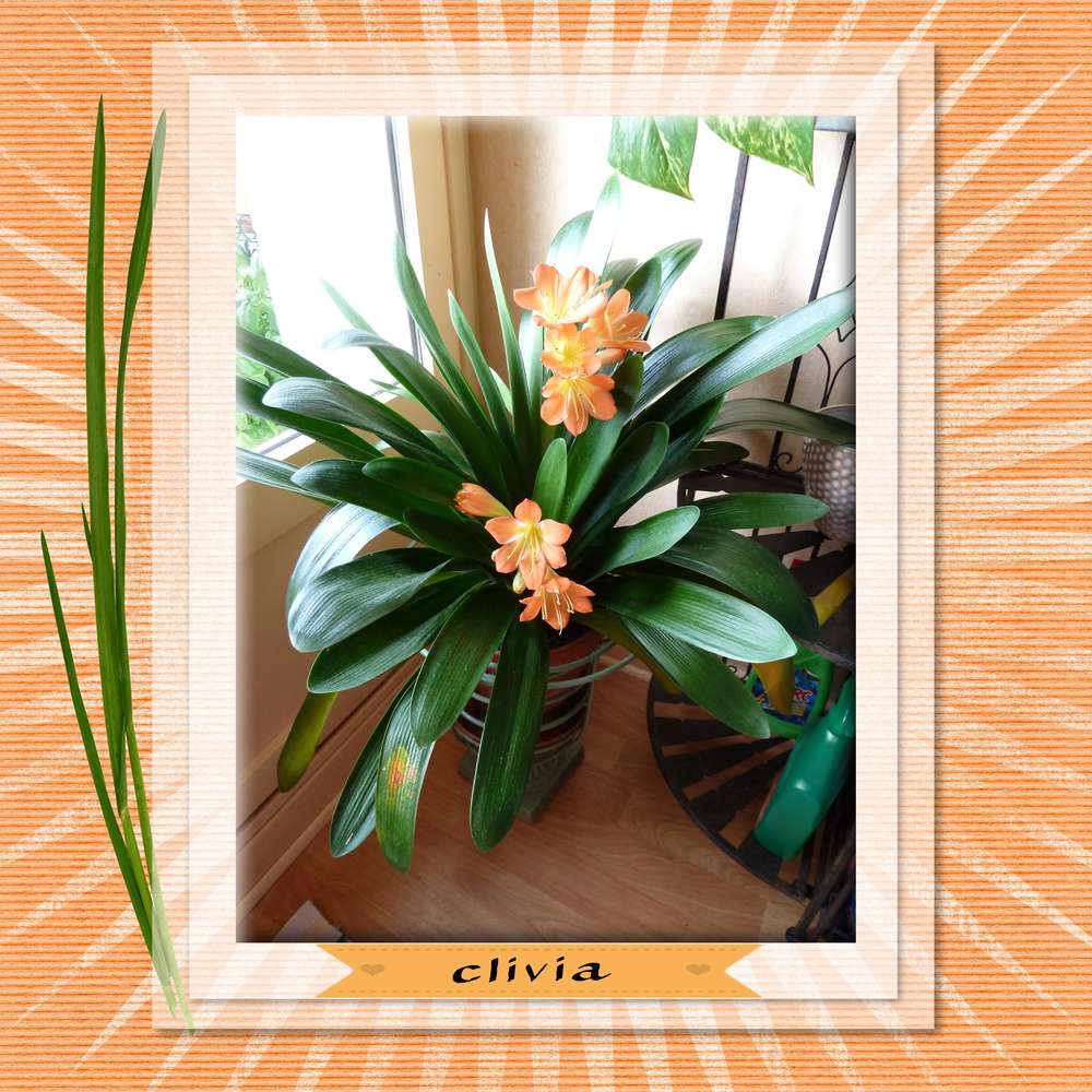 clivia_2