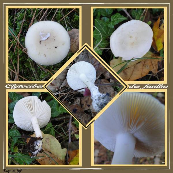 Clytocibe des feuillus.