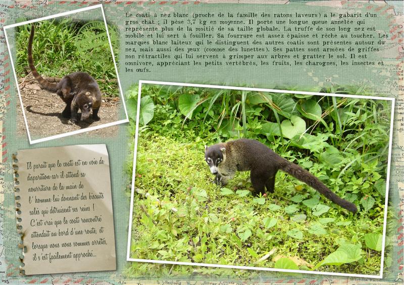 Coati