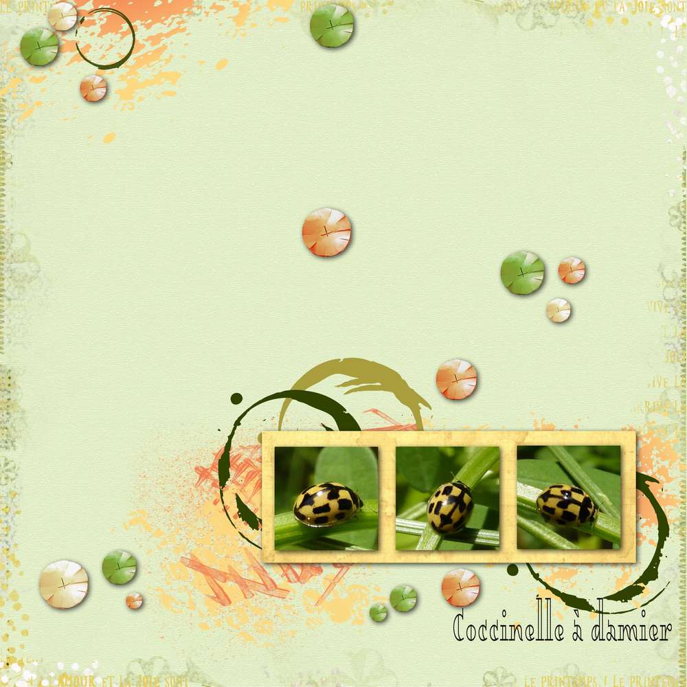 Coccinelle à damier