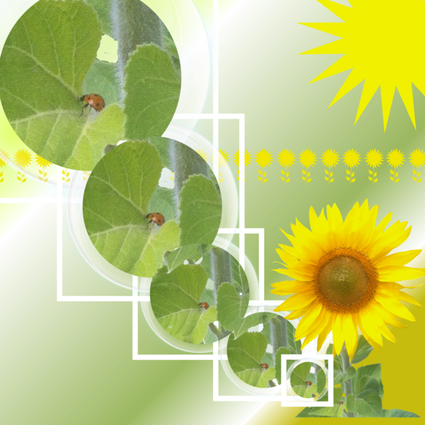 Coccinelle demoiselle...