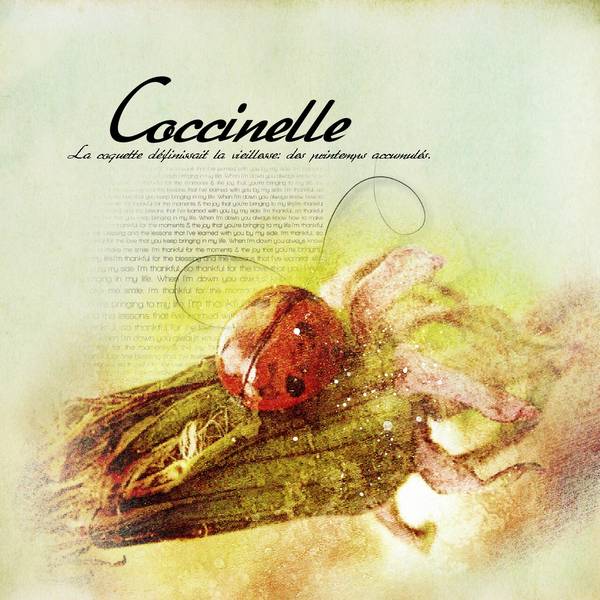 Coccinelle