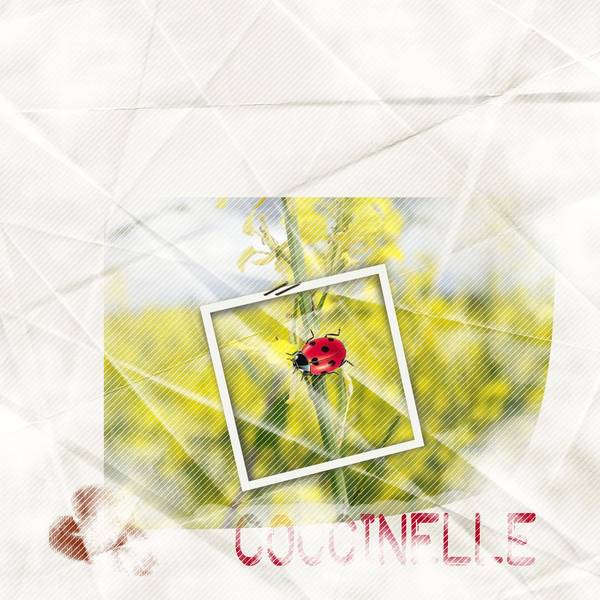 coccinelle