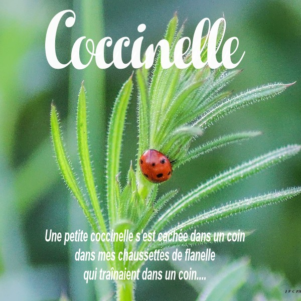 Coccinelle