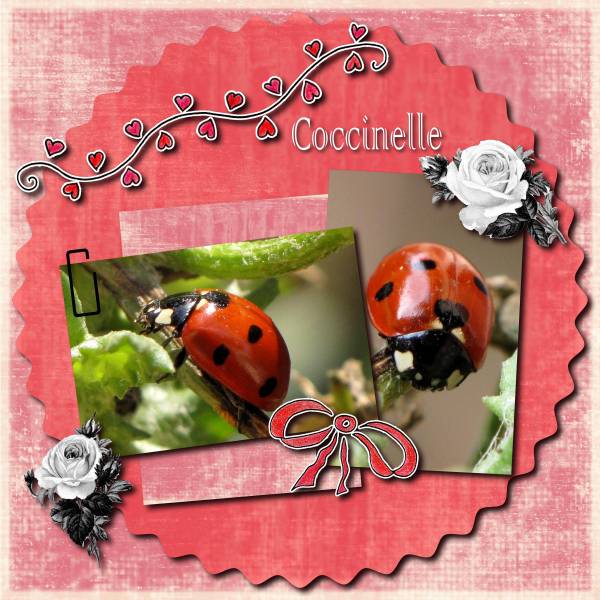 Coccinelle