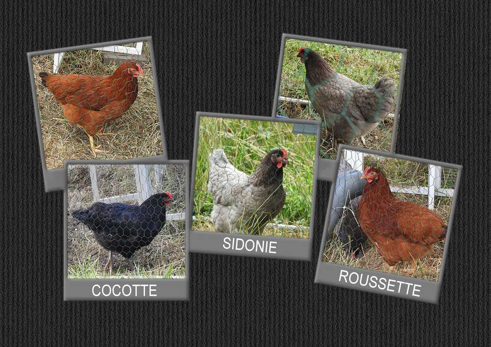 COCOTTE - SIDONIE - ROUSSETTE