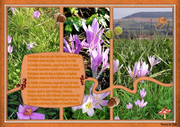 Colchique dans les près.