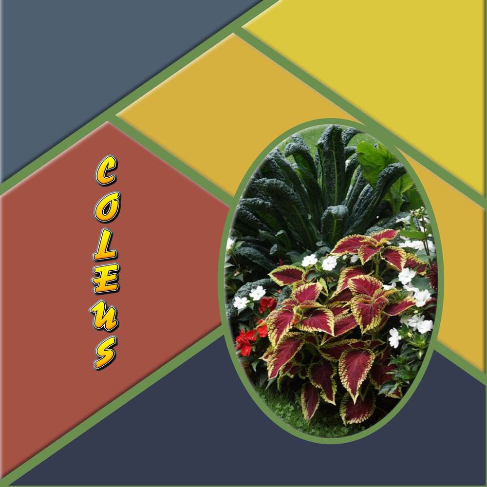 Coléus, défi  Geneviève