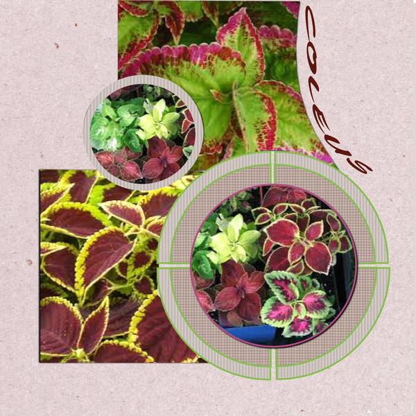 Coleus