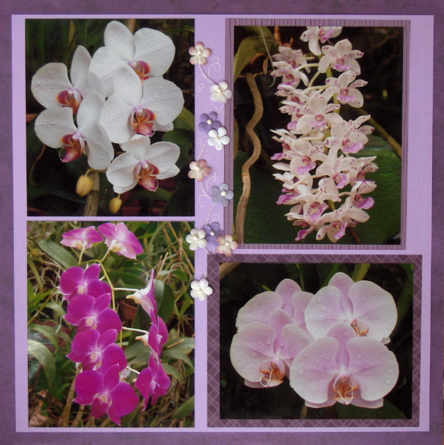 Collection d'orchidées (suite)