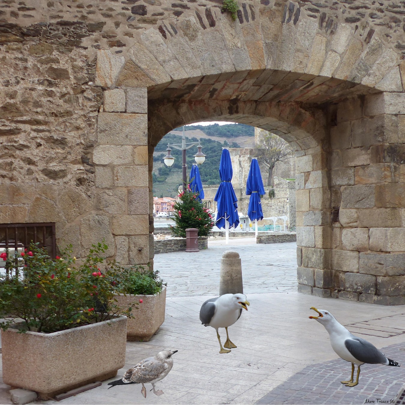 Collioure 2 décembre 2020 attaque de goélands.jpg