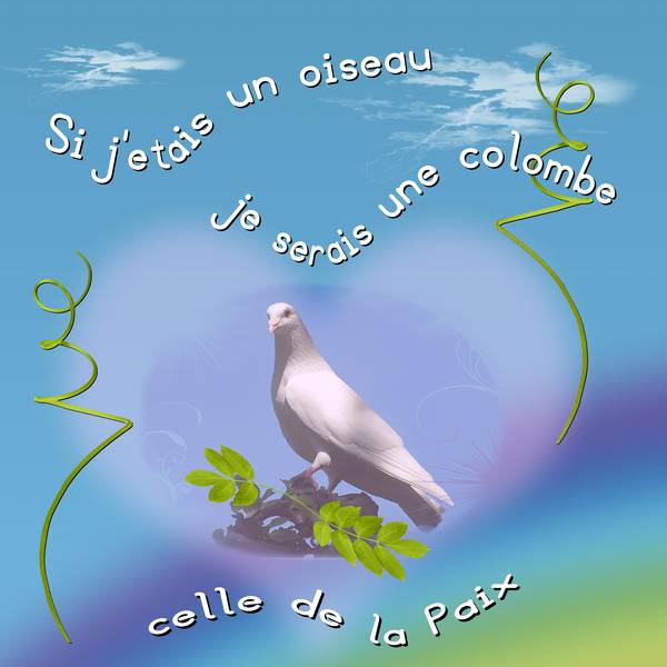 colombe3
