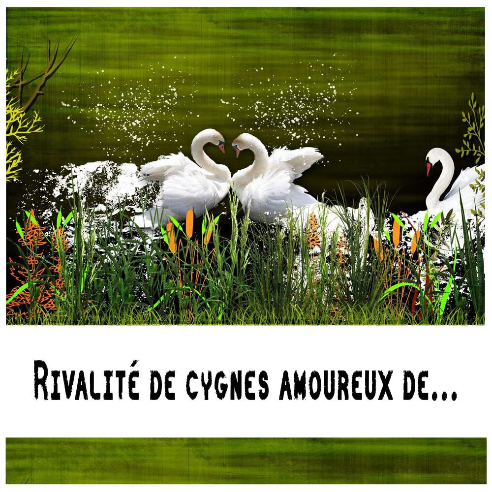 Combat de cygnes...