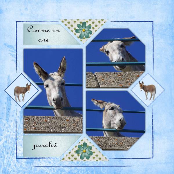 Comme un ane perché