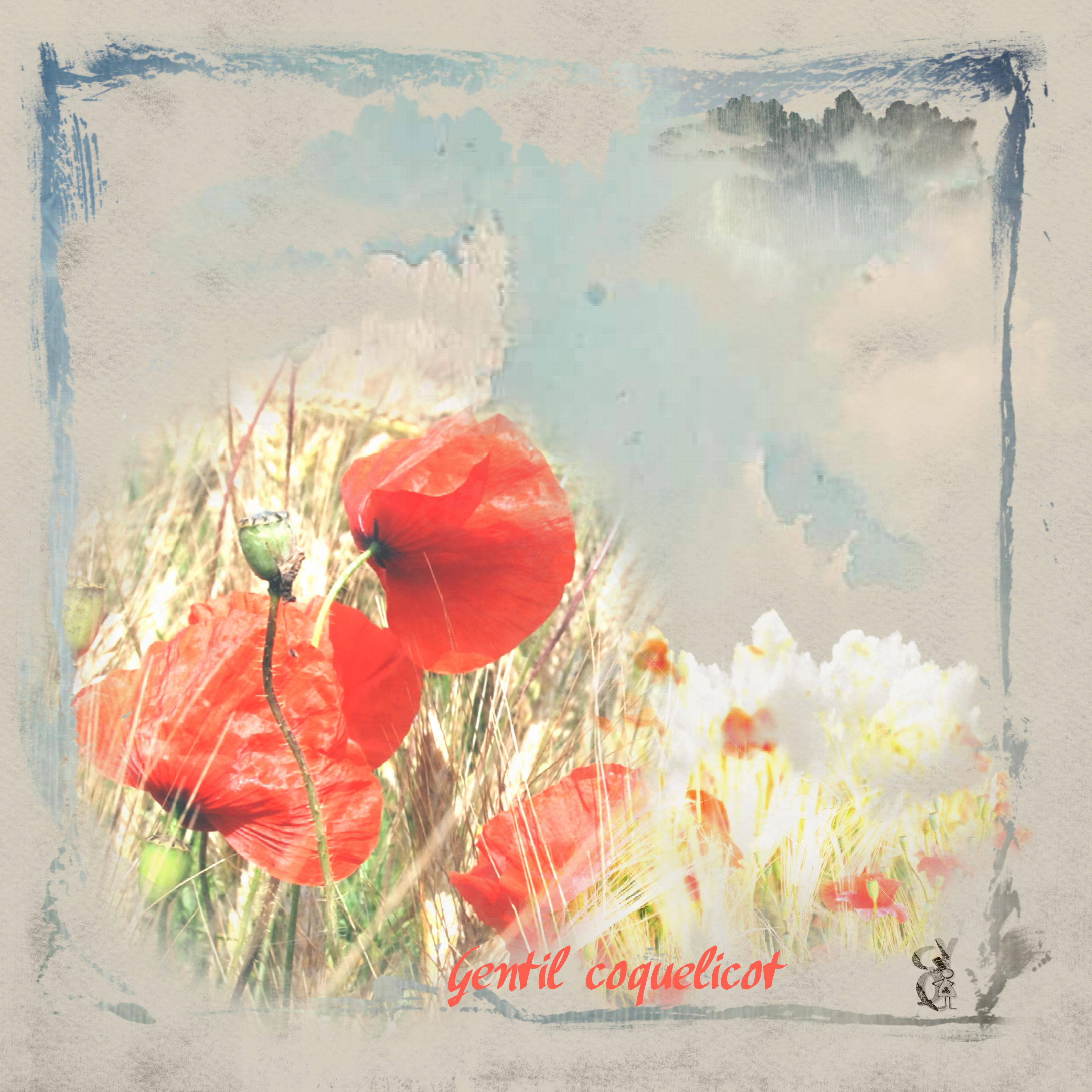 Comme un gentil petit coquelicot.jpg