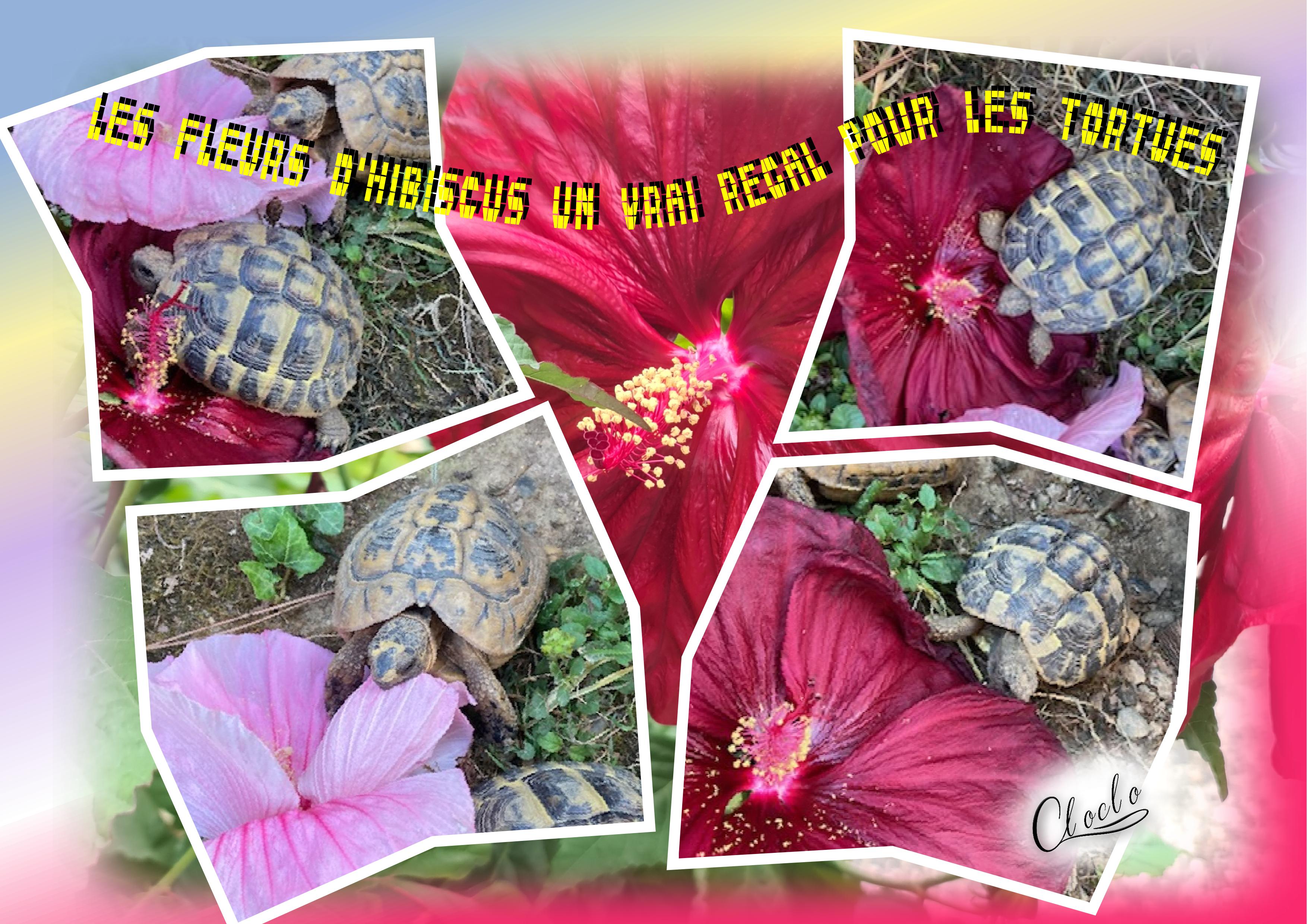 Composition 1 du 12 août 2025.jpg