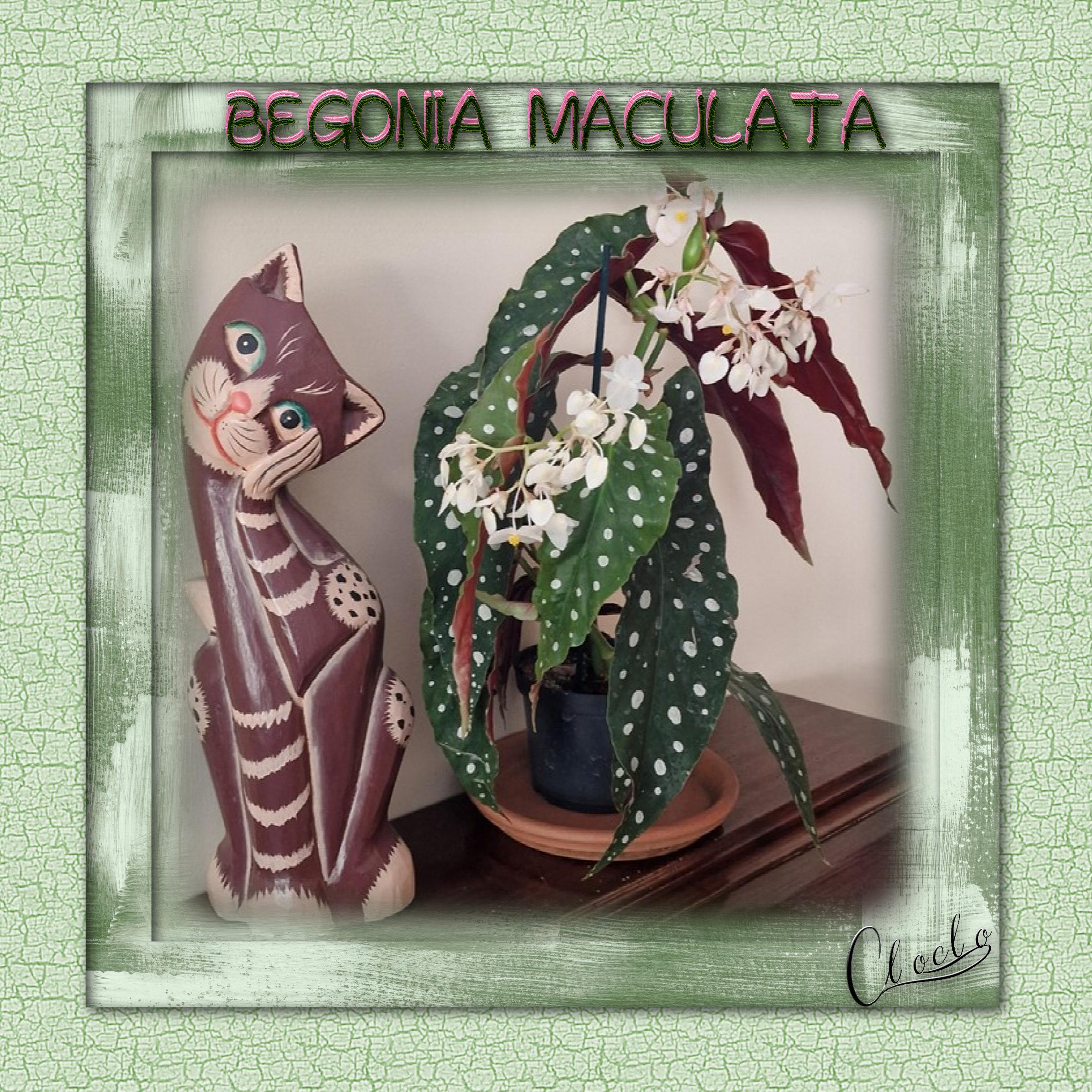 Composition 1 du 3 août 2025.jpg