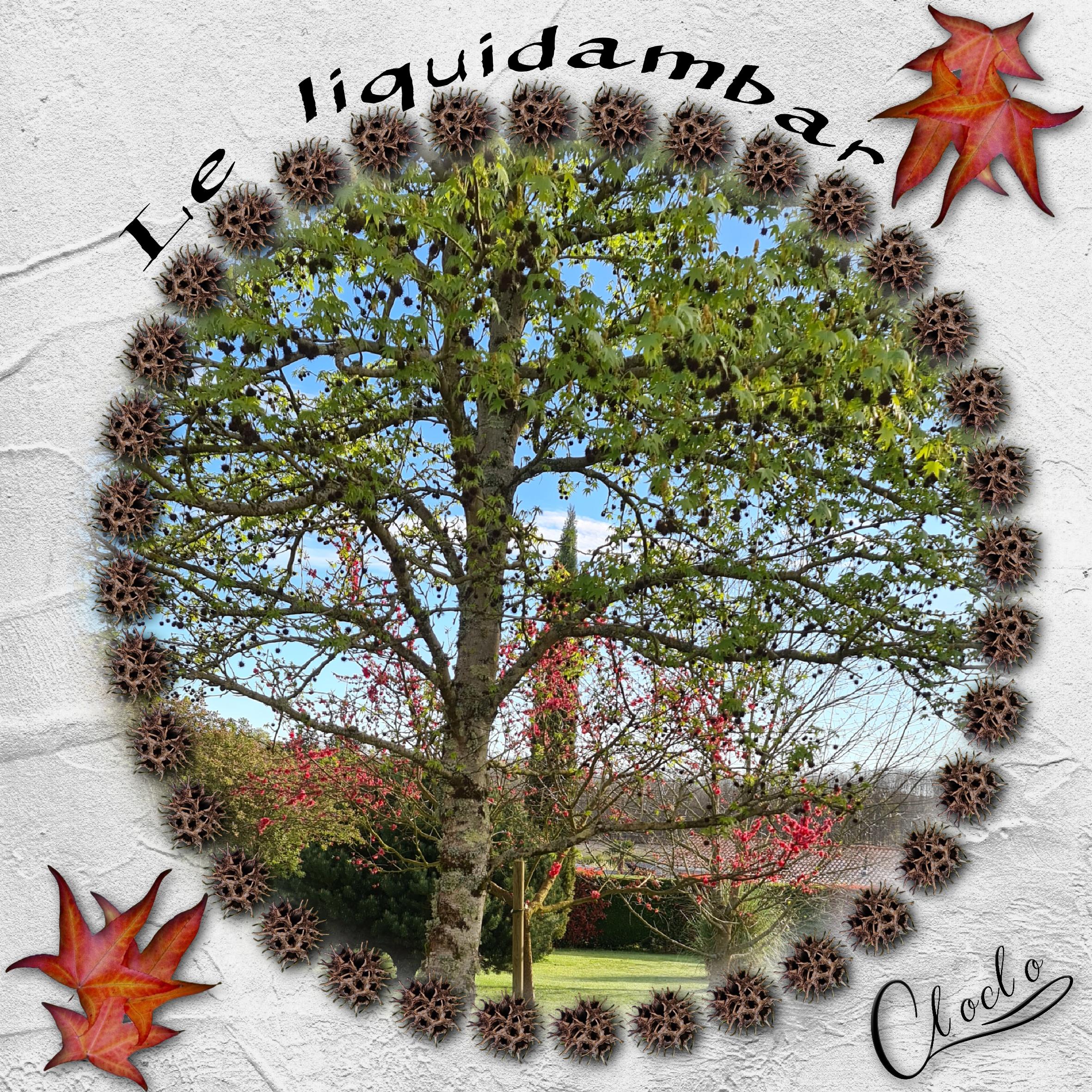 Composition 1 du 9 mai 2024.jpg