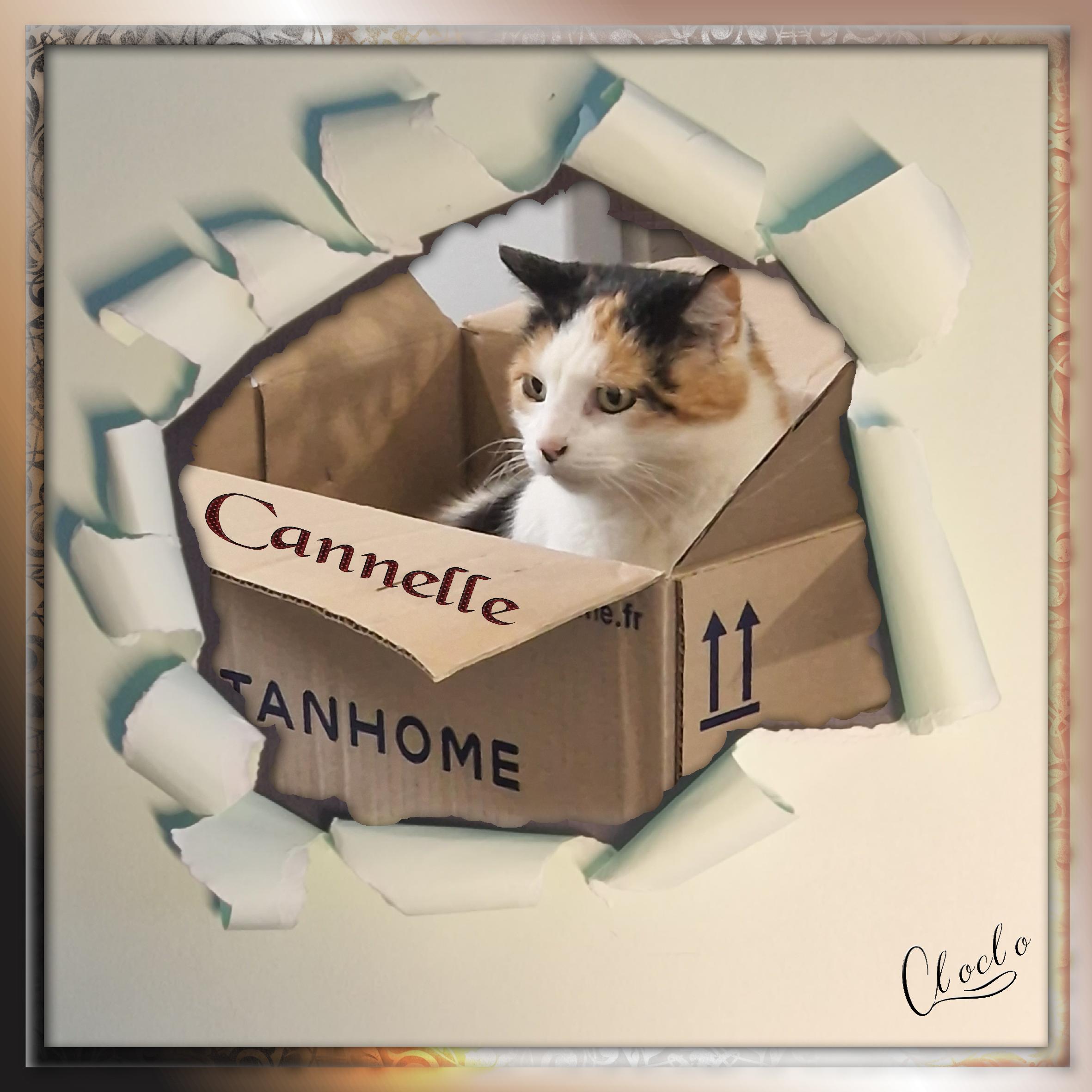 Composition 2 du 31 janvier 2023 - Copie.jpg