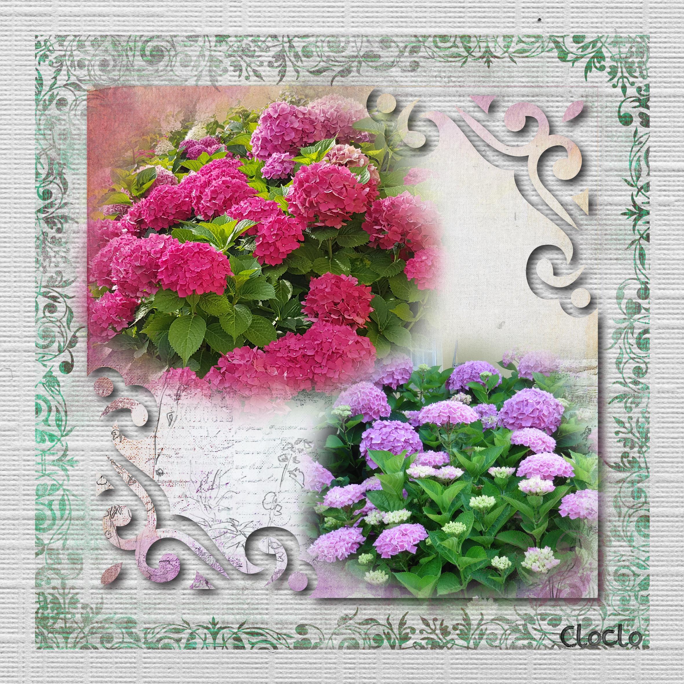 Composition du 17 août 2022 les hortensias.jpg