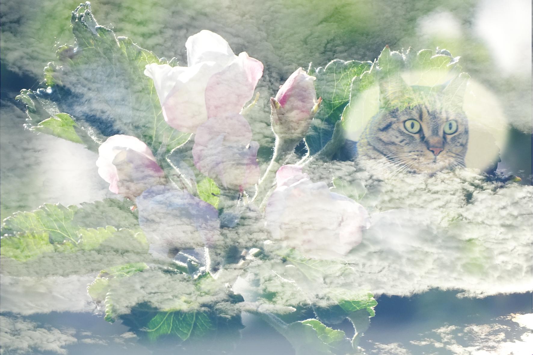 Composition fleur et Diabolo.jpg