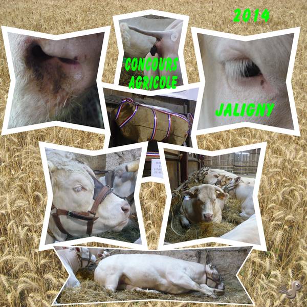 concours agricole 2014