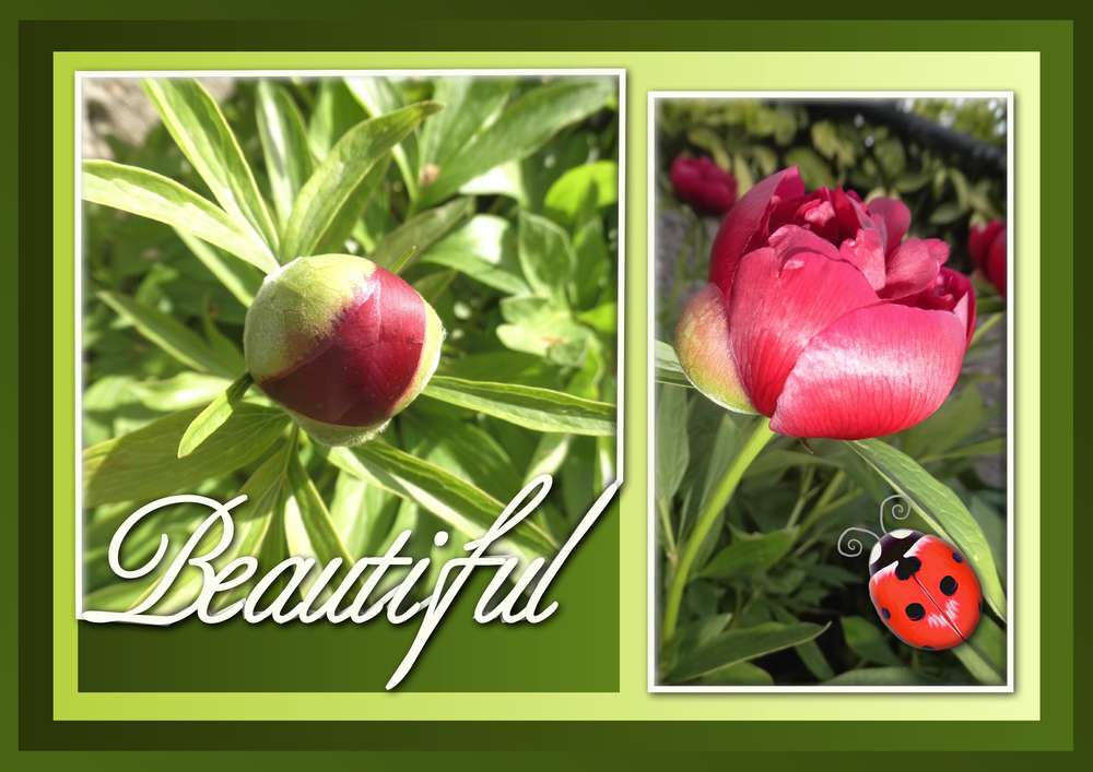 CONCOURS DE COMPOS - BEAUTIFUL PIVOINES