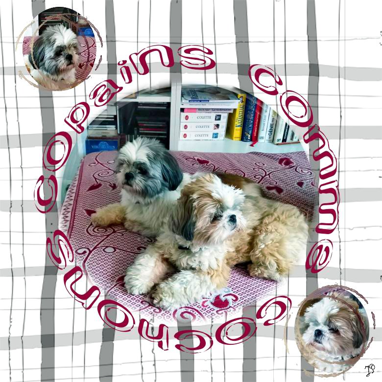 copains comme cochon.jpg