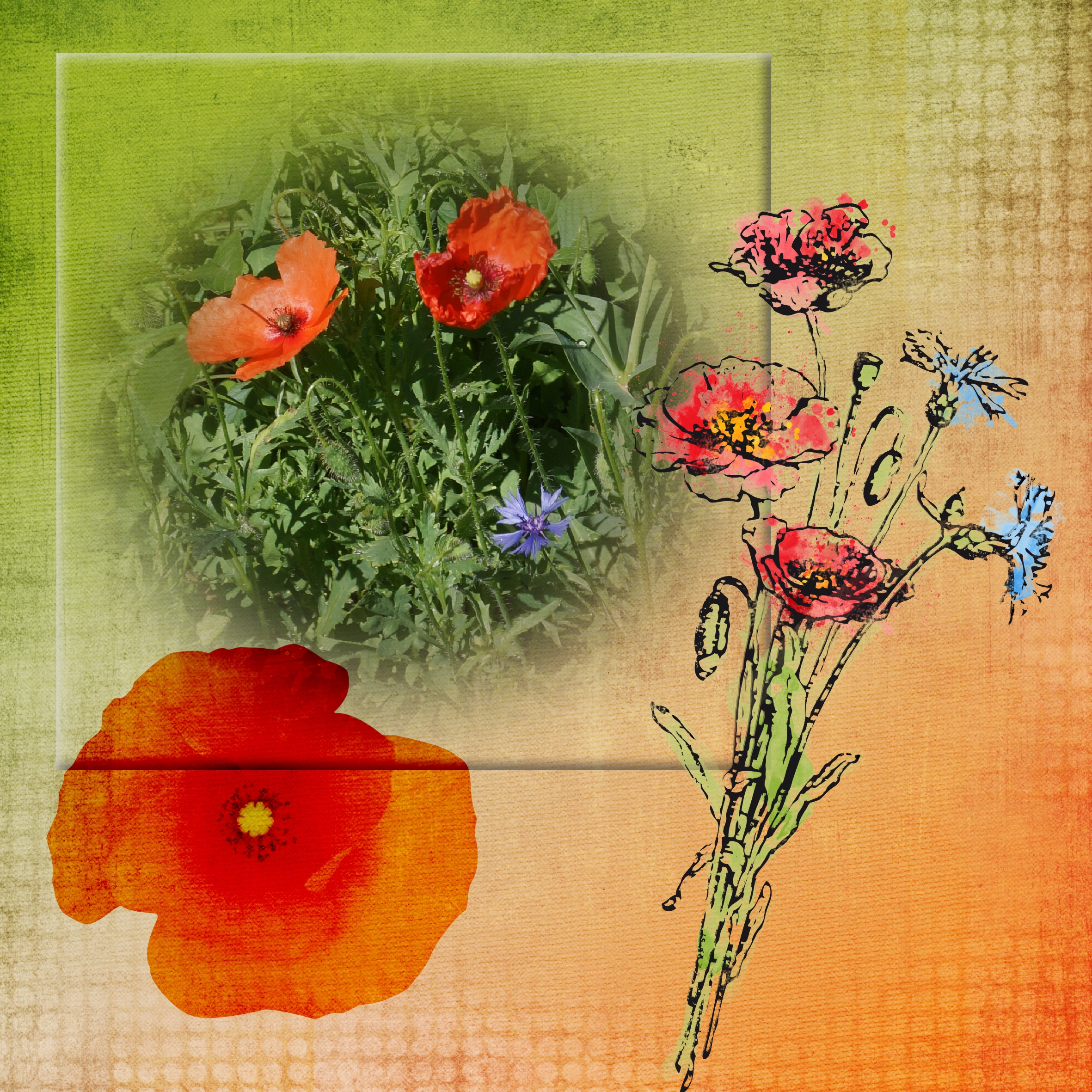 coquelicot 11 08 2020.jpg