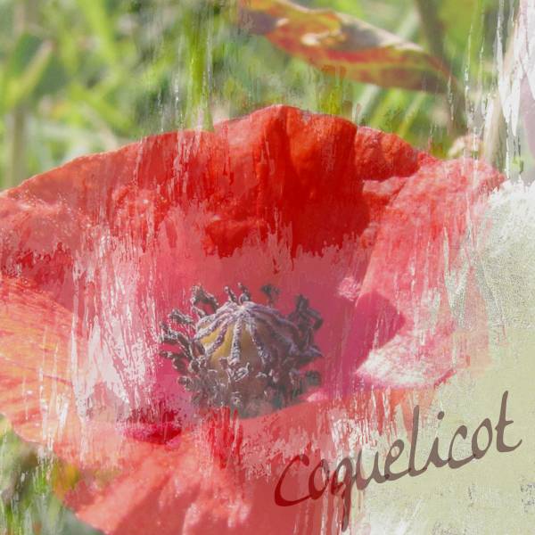 Coquelicot effet texturé