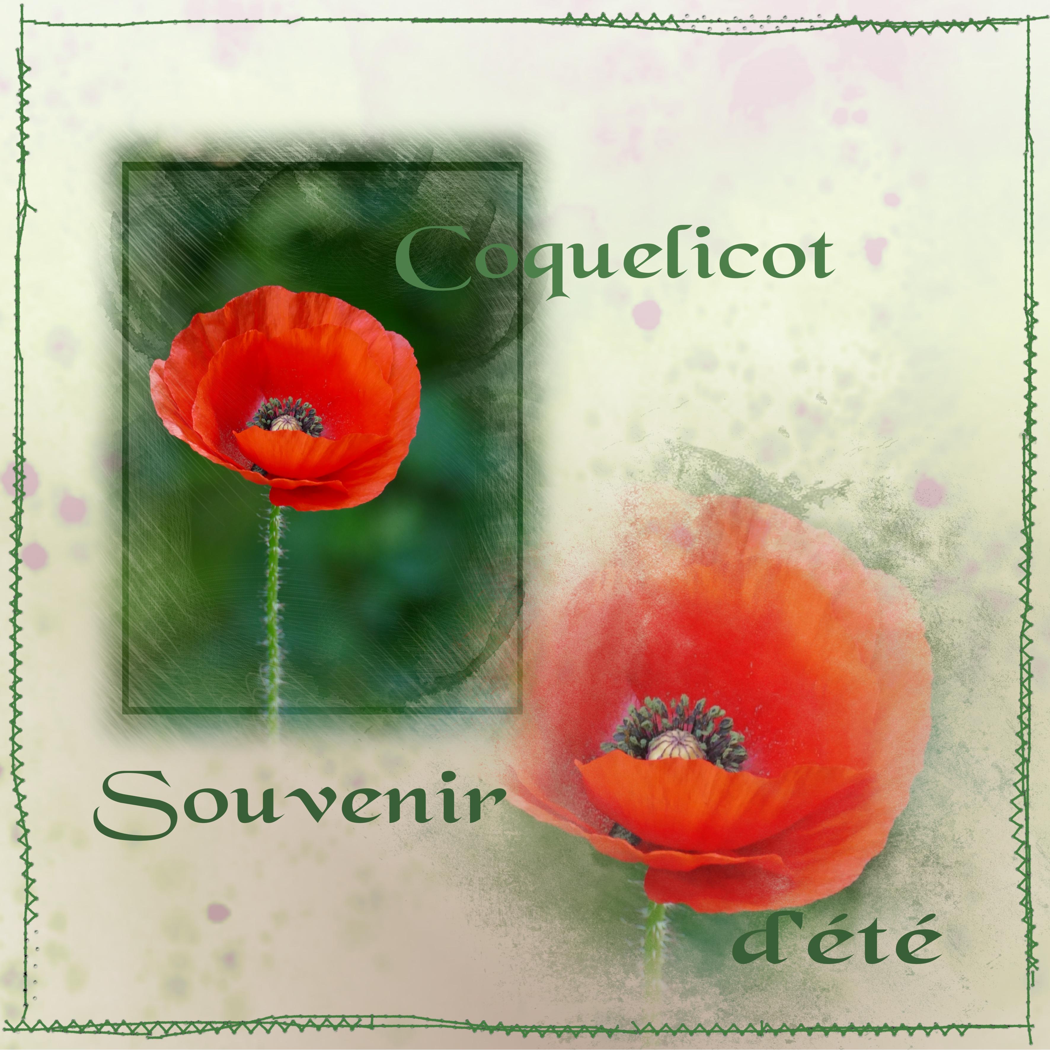 Coquelicot pour MamieRose.jpg