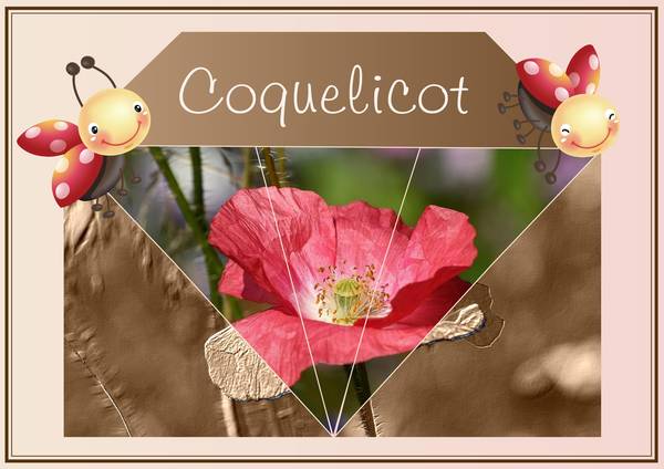 COQUELICOT