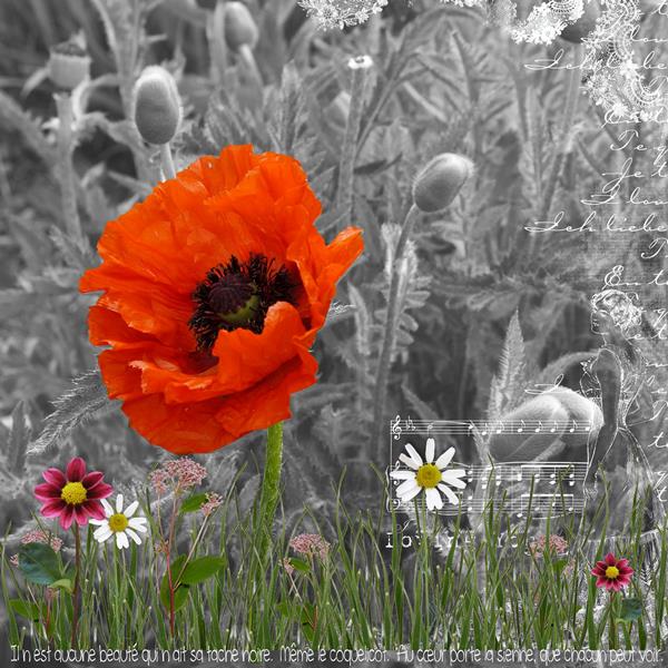 Coquelicot