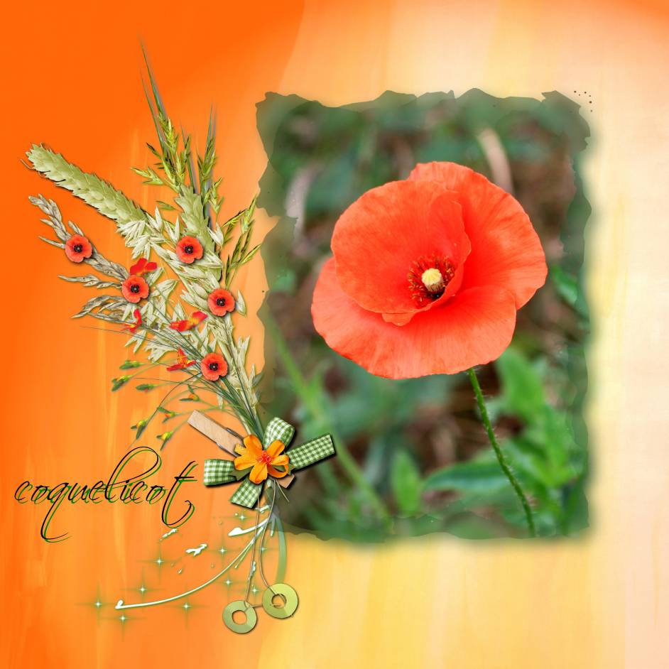 coquelicot