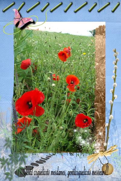 coquelicots été 2013