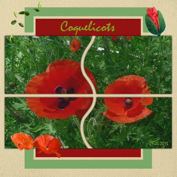 Coquelicots