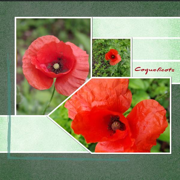 coquelicots