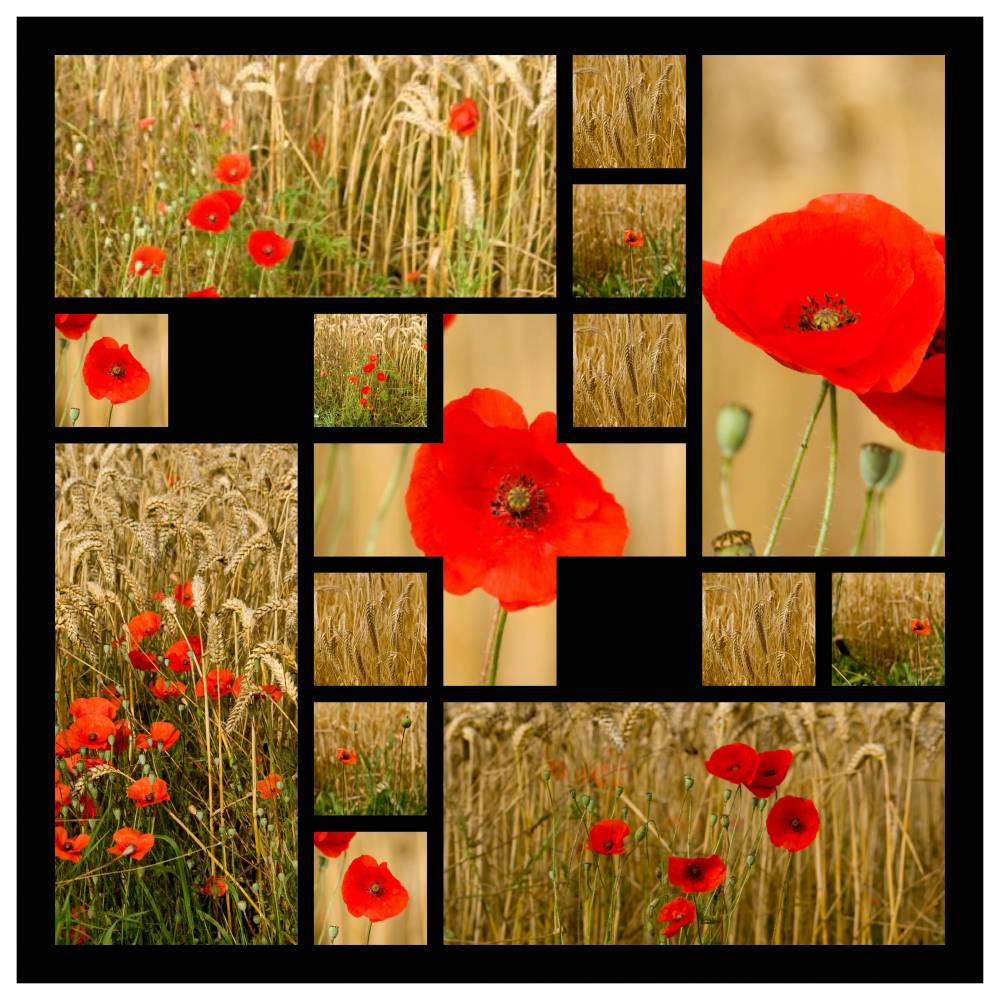 COQUELICOTS