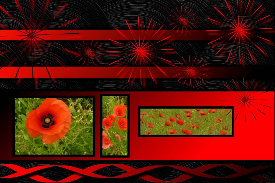 coquelicots