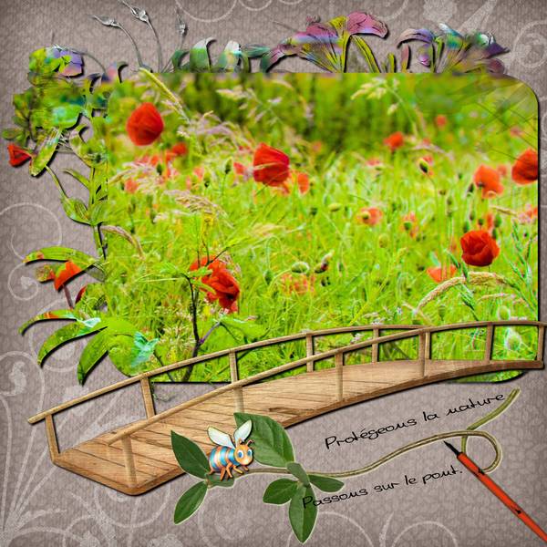 coquelicots