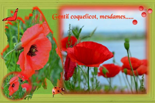 coquelicots17