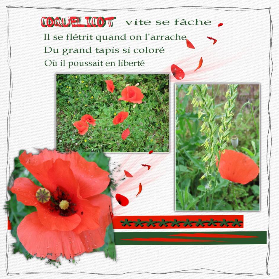 coquelicots8