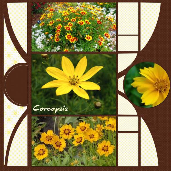 COREOPSIS